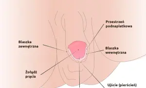 Jak wygląda napletek u dziecka? Normalne cechy i problemy zdrowotne
