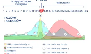 Wykres pokazuje cykl menstruacyjny, fazy i poziomy hormonów. Owulacja trwa krótko, zazwyczaj około dnia 14 cyklu.