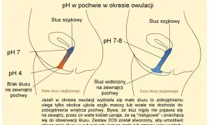 Ilustracja pokazuje zmiany pH pochwy i śluzu szyjkowego w okresie owulacji. Dni płodne charakteryzują się śluzem płodnym, który jest bardziej obfity i zmienia pH.