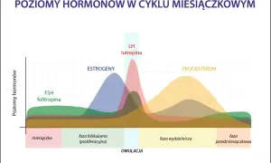 Wykres pokazuje poziomy hormonów w cyklu miesiączkowym. Po owulacji wzrasta progesteron, co jest charakterystyczne dla fazy lutealnej.