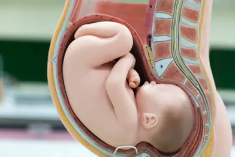 Model anatomiczny pokazuje dziecko w łonie matki, gotowe do narodzin. Widać kręgosłup i narządy, kiedy dziecko się obraca.