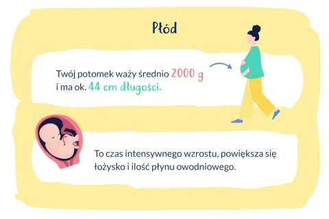 33 tydzień ciąży to czas intensywnego wzrostu płodu, który waży ok. 2000 g i ma 44 cm.
