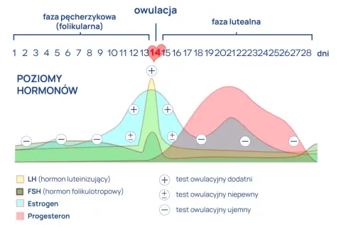 Wykres pokazuje cykl menstruacyjny, fazy i poziomy hormonów. Owulacja trwa krótko, zazwyczaj około dnia 14 cyklu.