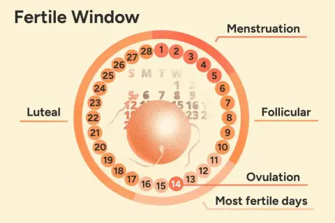 Cykl menstruacyjny: dni płodne po okresie zaczynają się po fazie folikularnej, kulminacja to owulacja.