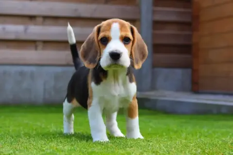 Uroczy szczeniak beagle, idealny pies dla dzieci, z zaciekawieniem patrzy w obiektyw na trawniku.