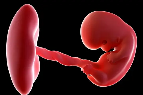 8 tydzień ciąży: maleńkie dziecko z pępowiną połączone z pęcherzykiem żółtkowym. Rozwój jest fascynujący!