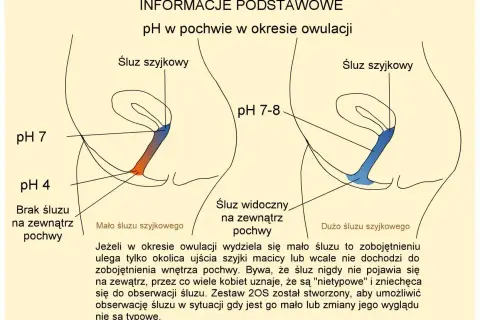 Ilustracja pokazuje zmiany pH pochwy i śluzu szyjkowego w okresie owulacji. Dni płodne charakteryzują się śluzem płodnym, który jest bardziej obfity i zmienia pH.