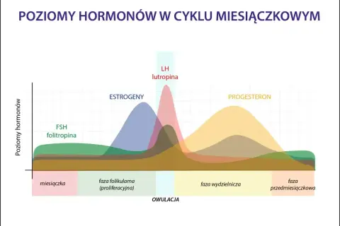 Wykres pokazuje poziomy hormonów w cyklu miesiączkowym. Po owulacji wzrasta progesteron, co jest charakterystyczne dla fazy lutealnej.