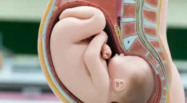 Model anatomiczny pokazuje płód w łonie matki. Dziecko ułożone jest w pozycji embrionalnej, gotowe do narodzin.