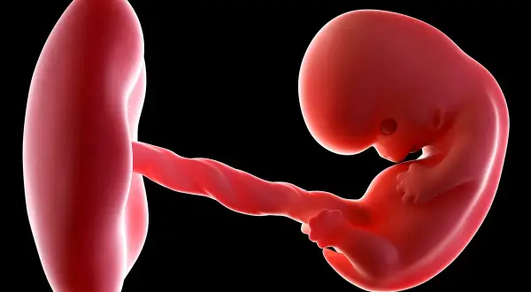 8 tydzień ciąży: maleńkie dziecko z pępowiną połączone z pęcherzykiem żółtkowym. Rozwój jest fascynujący!