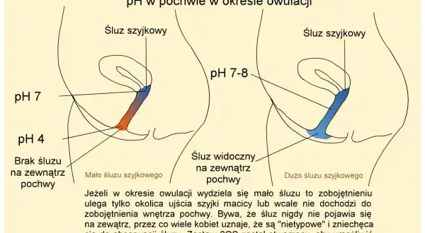 Ilustracja pokazuje zmiany pH pochwy i śluzu szyjkowego w okresie owulacji. Dni płodne charakteryzują się śluzem płodnym, który jest bardziej obfity i zmienia pH.