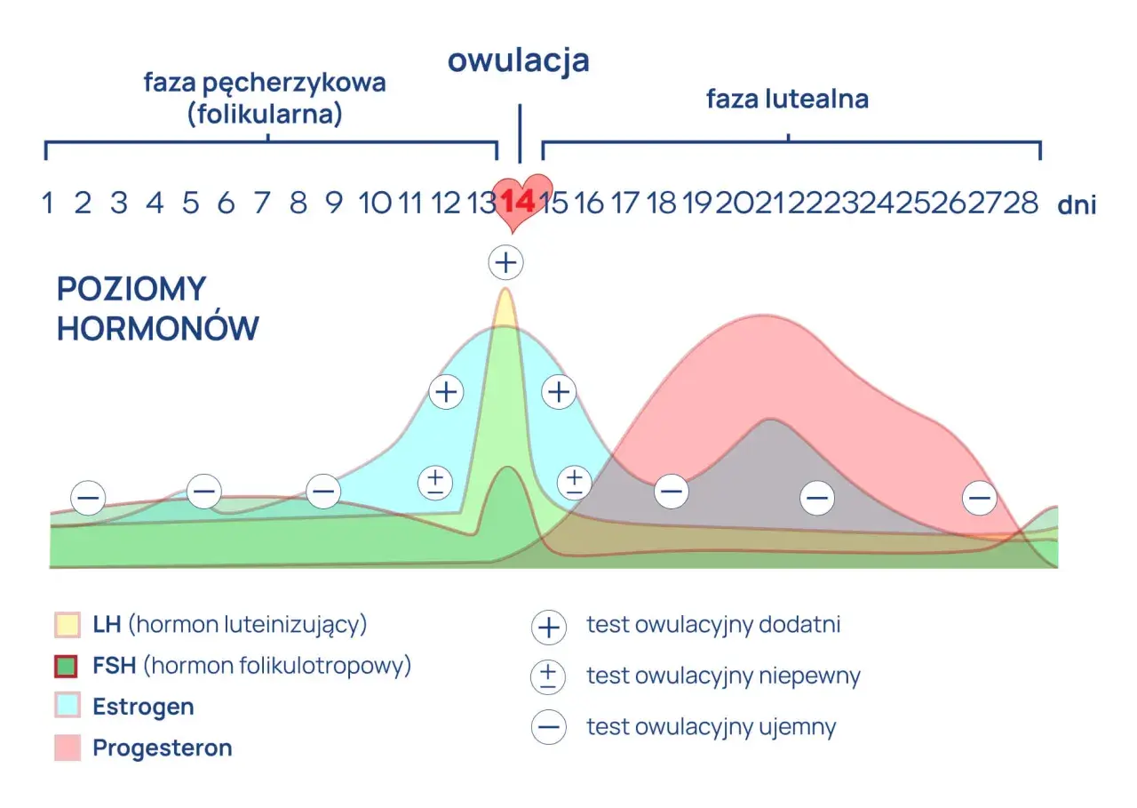 Wykres pokazuje cykl menstruacyjny, fazy i poziomy hormonów. Owulacja trwa krótko, zazwyczaj około dnia 14 cyklu.