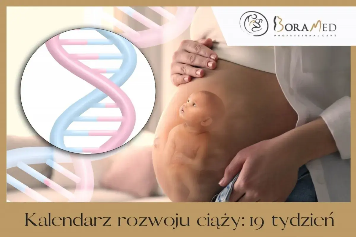 Macica w ciąży z widocznym dzieckiem i spiralą DNA. Kalendarz rozwoju ciąży: 19 tydzień.