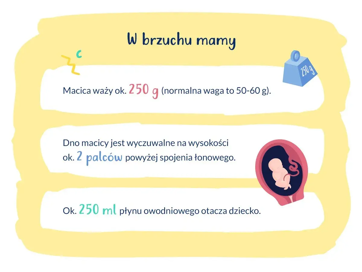 W brzuchu mamy: macica waży ok. 250 g, dno macicy jest 2 palce nad spojeniem łonowym, a dziecko otacza 250 ml płynu. To 16 tydzień ciąży.