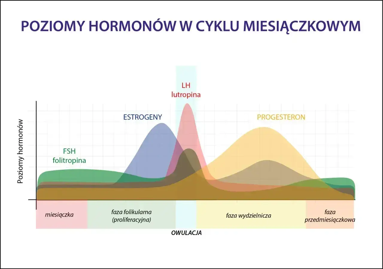 Wykres pokazuje poziomy hormonów w cyklu miesiączkowym. Po owulacji wzrasta progesteron, co jest charakterystyczne dla fazy lutealnej.