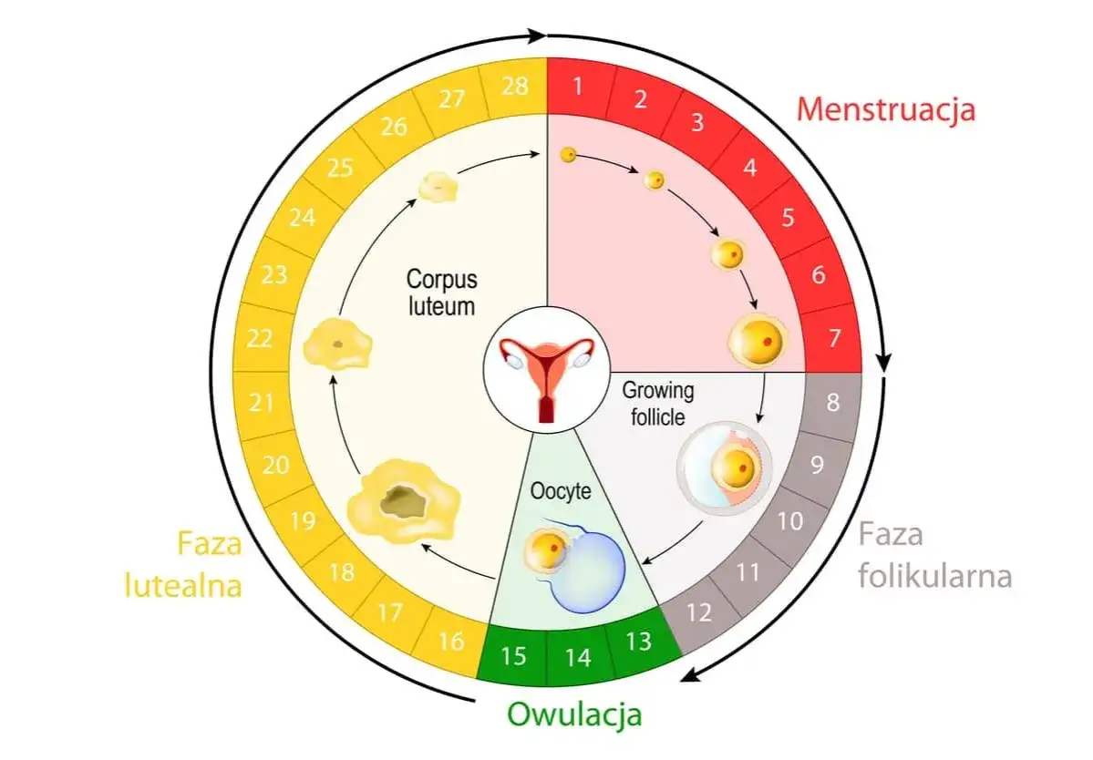 Cykl menstruacyjny: od menstruacji, przez fazę folikularną, owulację (dni płodne po okresie), aż do fazy lutealnej.