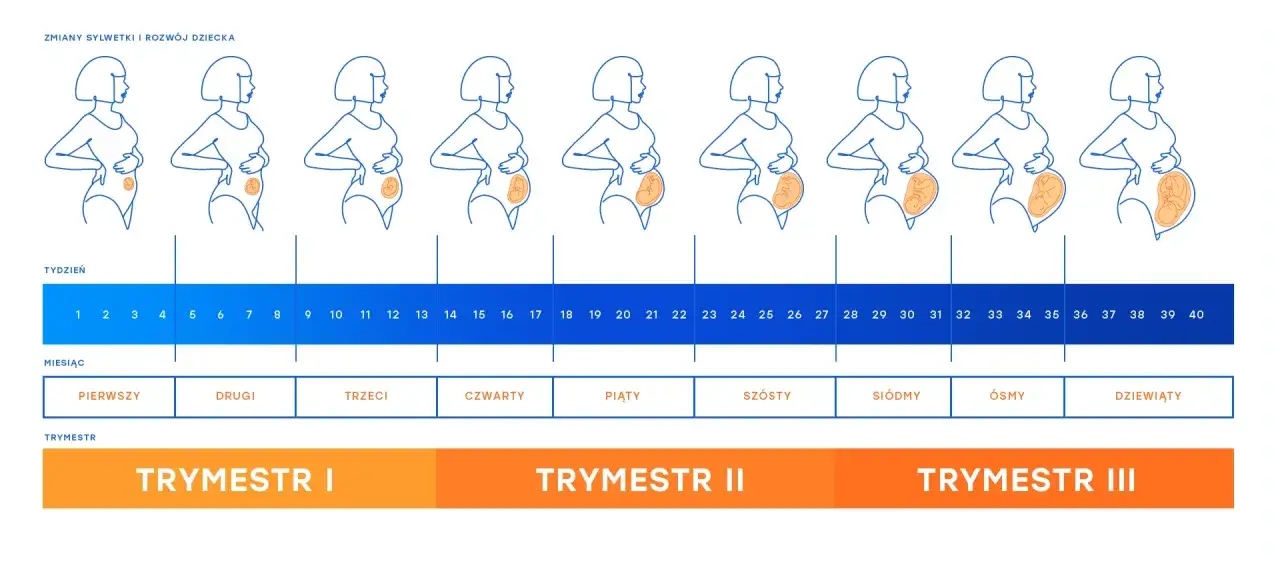 Zmiany sylwetki w ciąży i rozwój dziecka tydzień po tygodniu. Wykres pokazuje, jak zmienia się ciało kobiety i płód od 1 do 40 tygodnia ciąży.