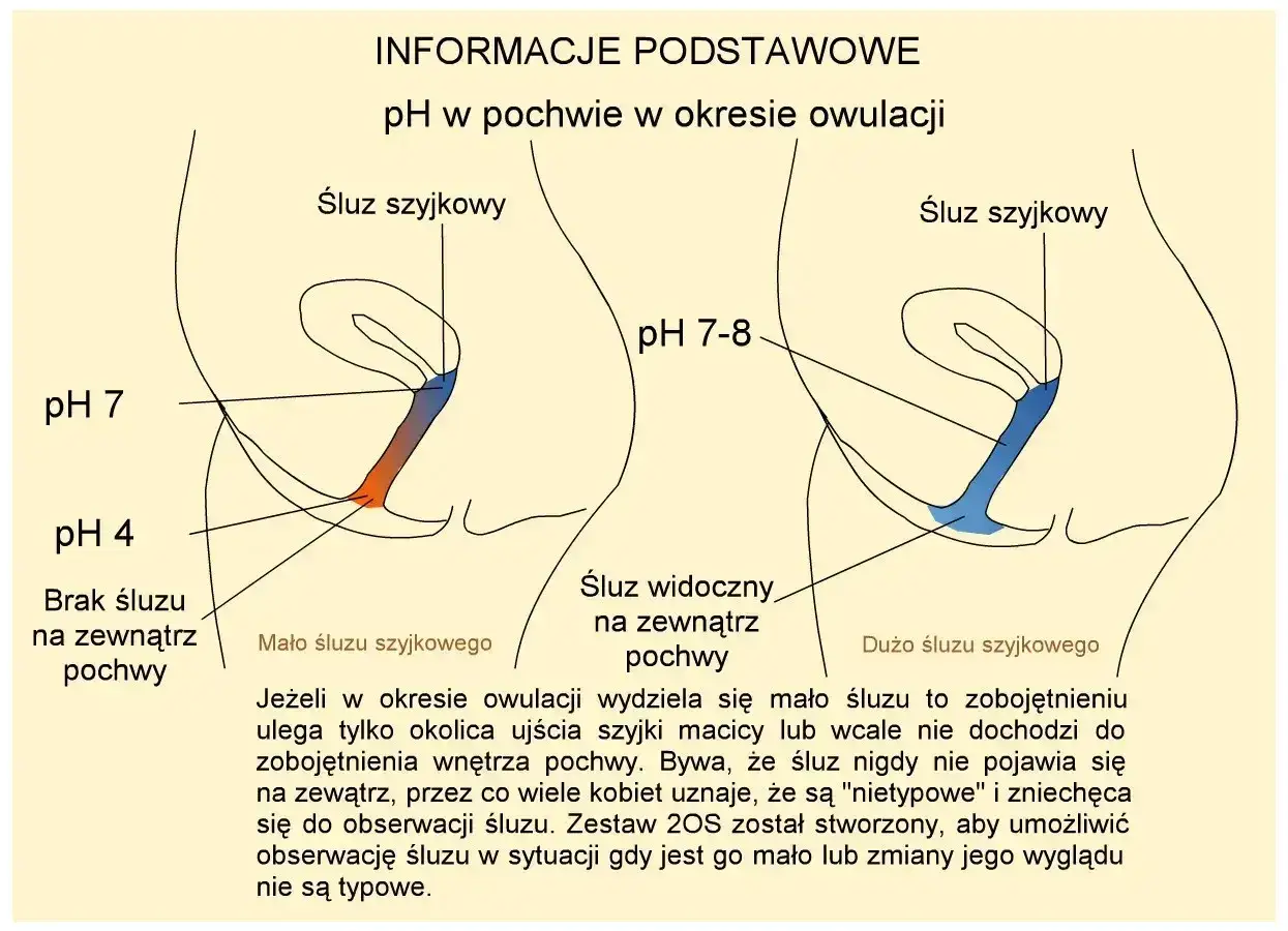 Ilustracja pokazuje zmiany pH pochwy i śluzu szyjkowego w okresie owulacji. Dni płodne charakteryzują się śluzem płodnym, który zmienia konsystencję i pH.