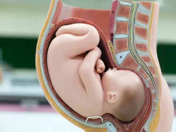 Model anatomiczny pokazuje dziecko w łonie matki, gotowe do narodzin. Widać kręgosłup i narządy, kiedy dziecko się obraca.